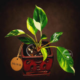 Philodendron "Yellow Congo" variegated - Rare Indoor Plant - Collector's Aroid - EXACT Plant - US Seller