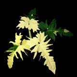 Philodendron Golden Dragon Variegated Potted Plant - Rare Indoor Plants - EXACT Same plant - US Seller
