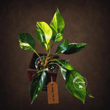 Philodendron "Yellow Congo" variegated - Rare Indoor Plant - Collector's Aroid - EXACT Plant - US Seller
