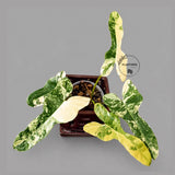 Variegated Philodendron Brown Beauty Live Plant - Rare Florida Beauty x Black Billietiae Hybrid - Exact Same Plant - US Seller