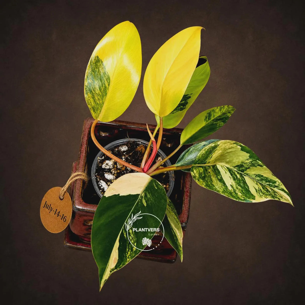 Philodendron "Yellow Congo" variegated - Rare Indoor Plant - Collector's Aroid - EXACT Plant - US Seller