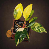 Philodendron "Yellow Congo" variegated - Rare Indoor Plant - Collector's Aroid - EXACT Plant - US Seller