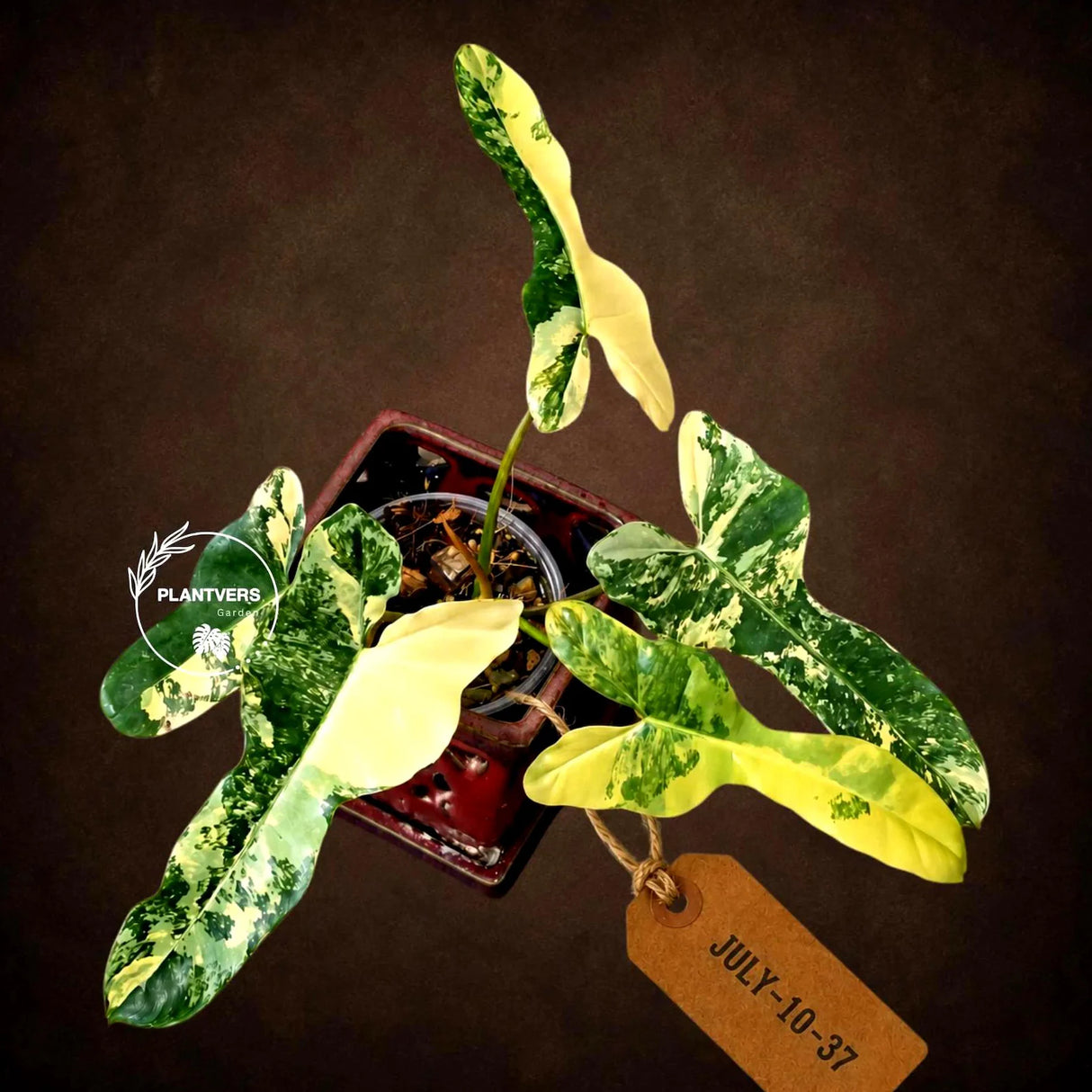 Variegated Philodendron Brown Beauty Live Plant - Rare Florida Beauty x Black Billietiae Hybrid - Exact Same Plant - US Seller