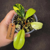 Philodendron "Yellow Congo" variegated - Rare Indoor Plant - Collector's Aroid - EXACT Plant - US Seller