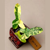 Variegated Philodendron Brown Beauty Live Plant - Rare Florida Beauty x Black Billietiae Hybrid - Exact Same Plant - US Seller
