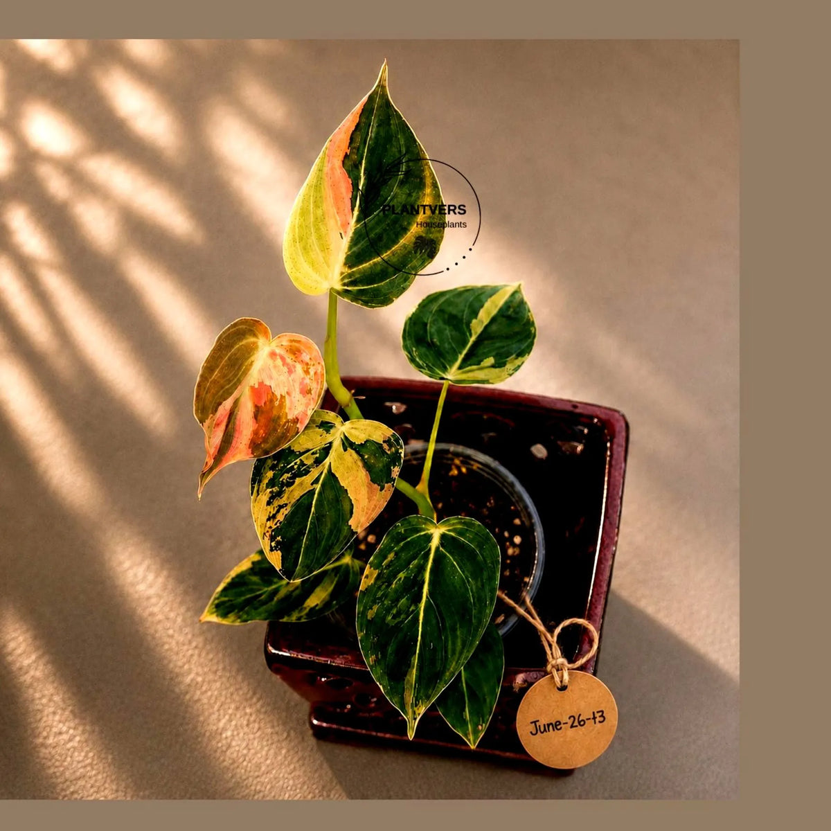 Philodendron Melanochrysum Variegated Live Plant - Rare Velvet Leaf Philodendron - Exact Same Plant - US Seller