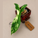 Variegated Philodendron Brown Beauty Live Plant - Rare Florida Beauty x Black Billietiae Hybrid - Exact Same Plant - US Seller