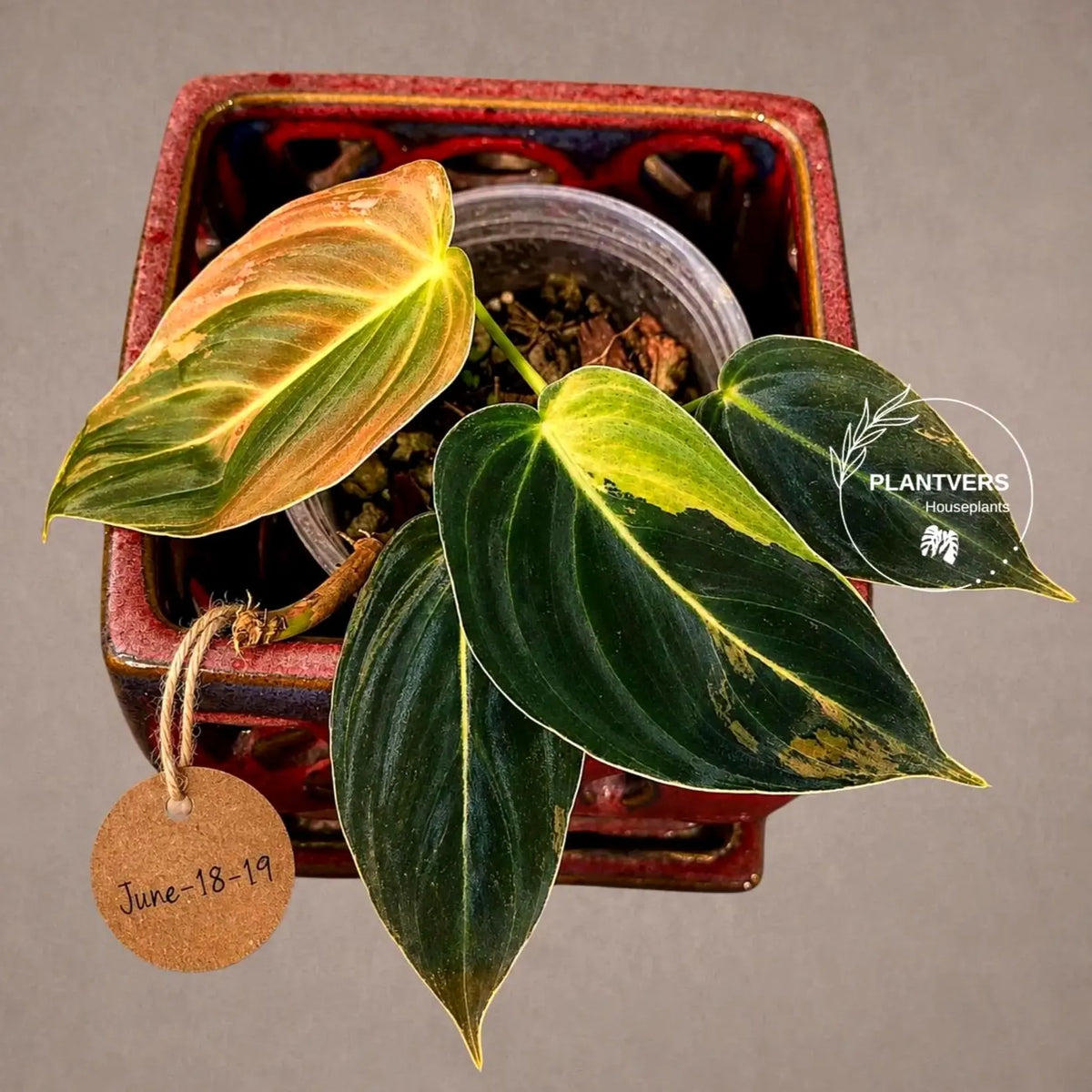 Philodendron Melanochrysum Variegated Live Plant - Rare Velvet Leaf Philodendron - Exact Same Plant - US Seller