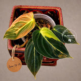 Philodendron Melanochrysum Variegated Live Plant - Rare Velvet Leaf Philodendron - Exact Same Plant - US Seller
