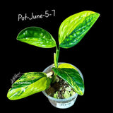 Monstera Peru Aurea Variegated - Climbing tropical plant - Yellow, cream, white variegation - EXACT Rare Plant - US Seller