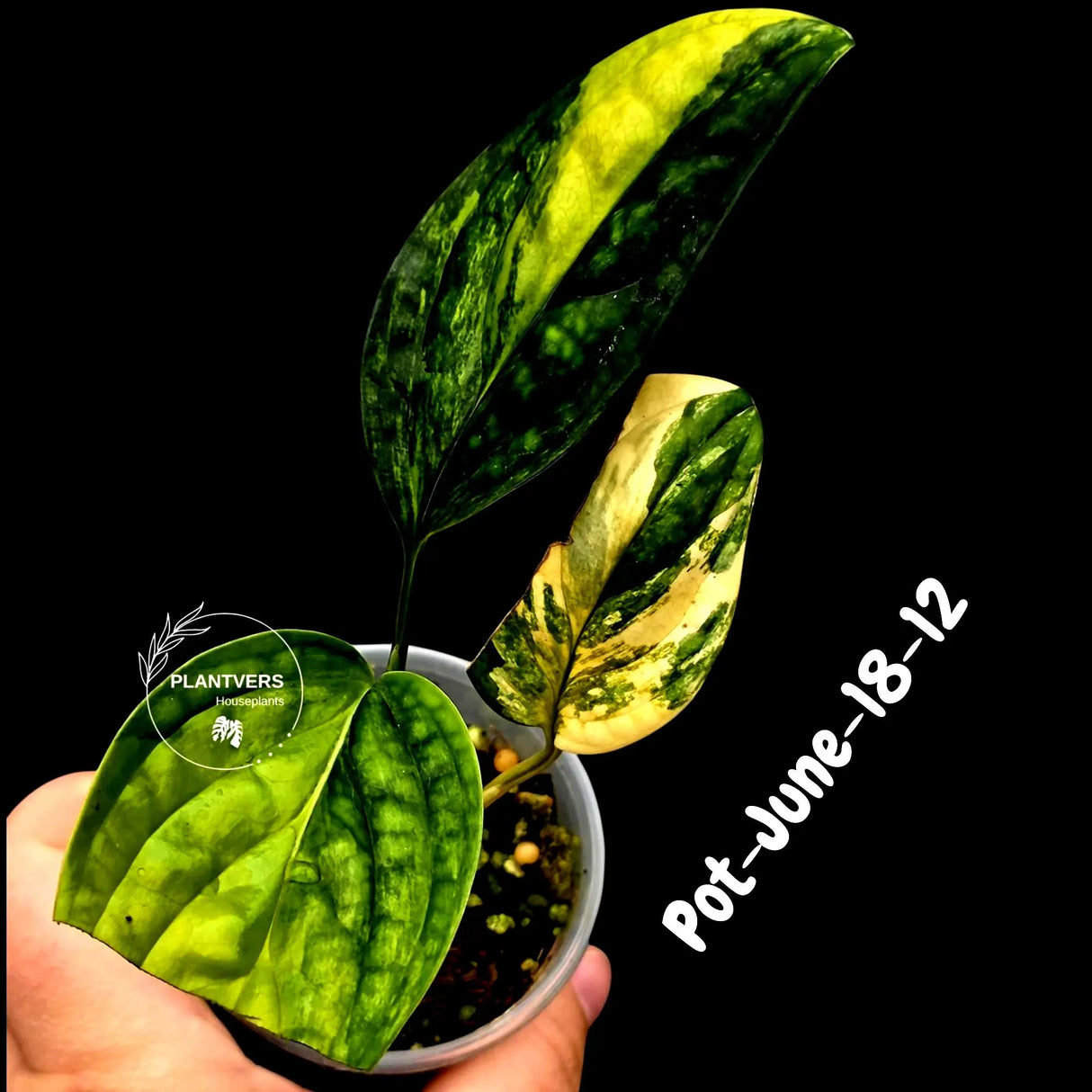 Monstera Peru Aurea Variegated - Climbing tropical plant - Yellow, cream, white variegation - EXACT Rare Plant - US Seller