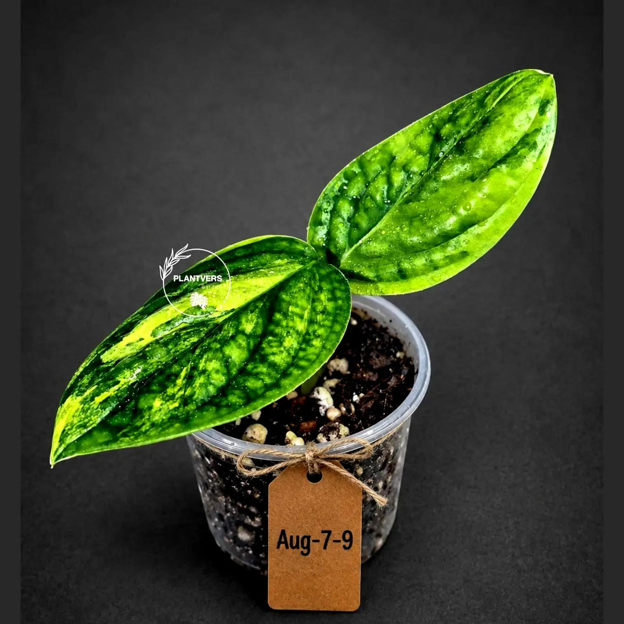 Monstera Peru Aurea Variegated - Climbing tropical plant - Yellow, cream, white variegation - EXACT Rare Plant - US Seller
