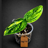Monstera Peru Aurea Variegated - Climbing tropical plant - Yellow, cream, white variegation - EXACT Rare Plant - US Seller