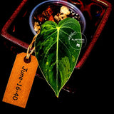 Philodendron Melanochrysum Variegated Live Plant - Rare Velvet Leaf Philodendron - Exact Same Plant - US Seller