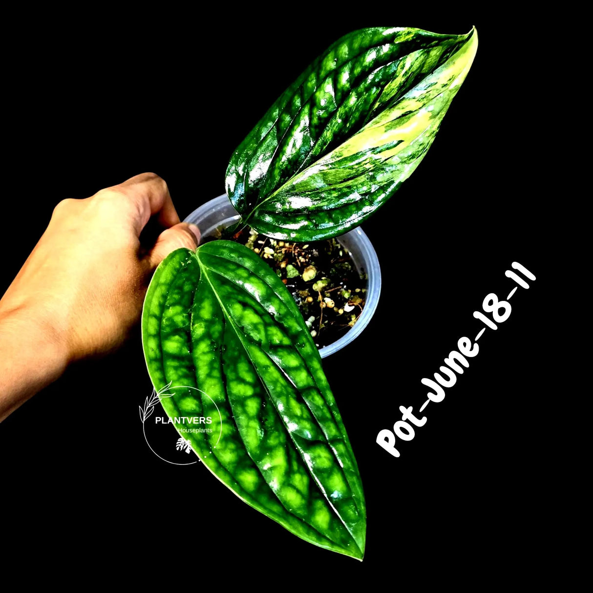 Monstera Peru Aurea Variegated - Climbing tropical plant - Yellow, cream, white variegation - EXACT Rare Plant - US Seller