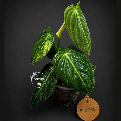 Philodendron Melanochrysum Variegated Live Plant - Rare Velvet Leaf Philodendron - Exact Same Plant - US Seller