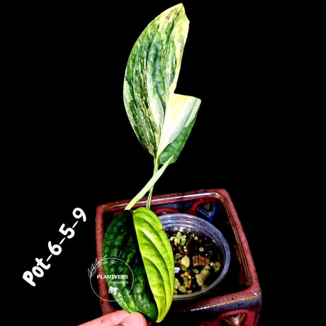 Monstera Peru Aurea Variegated - Climbing tropical plant - Yellow, cream, white variegation - EXACT Rare Plant - US Seller