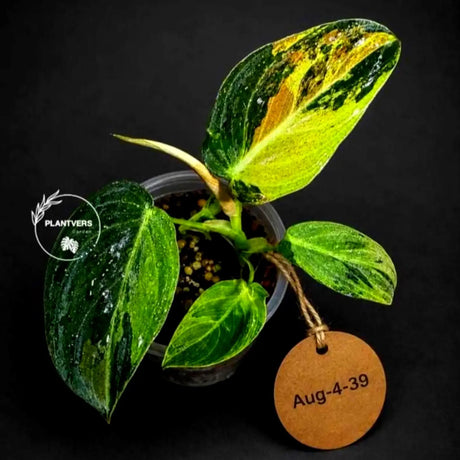 Philodendron Melanochrysum Variegated Live Plant - Rare Velvet Leaf Philodendron - Exact Same Plant - US Seller