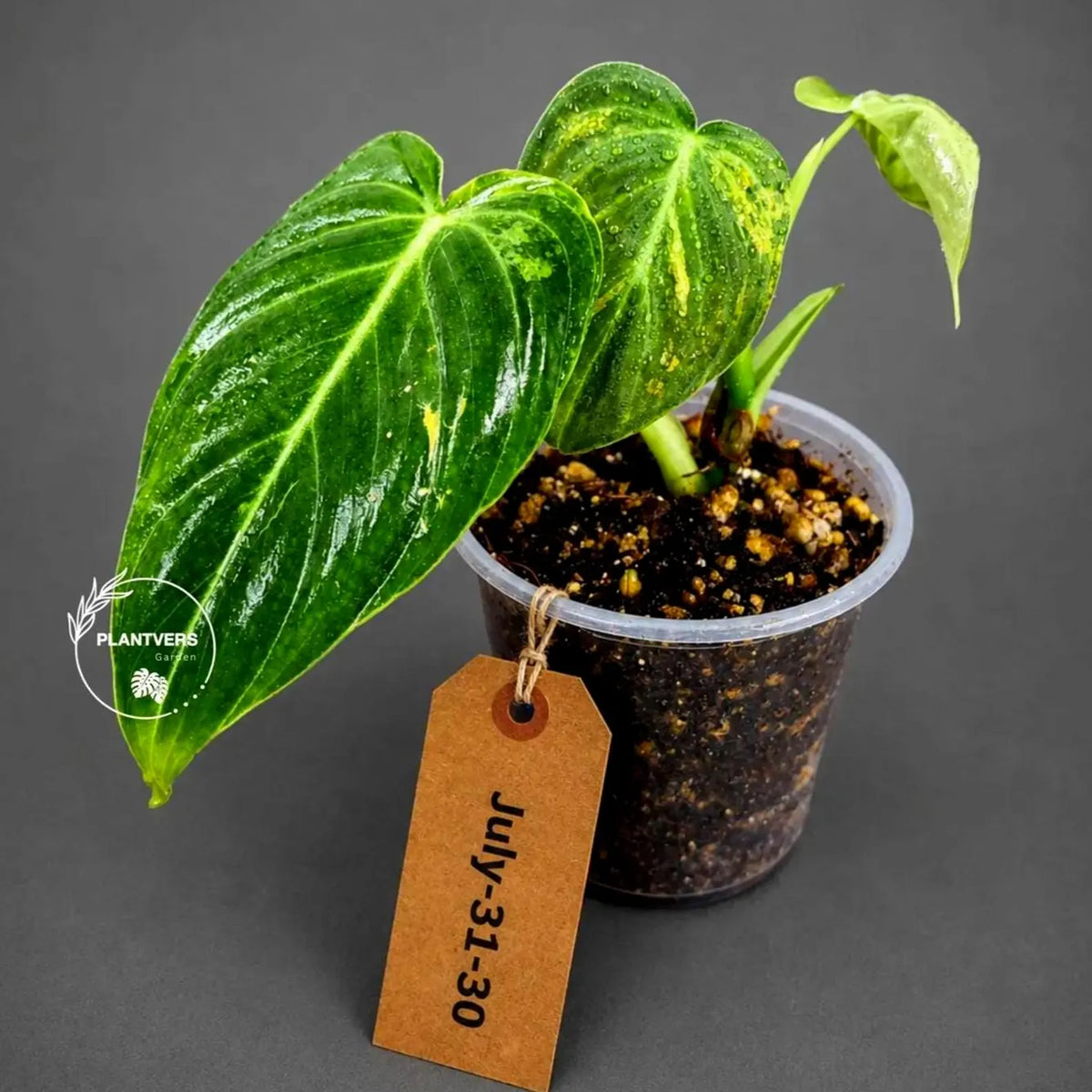 Philodendron Melanochrysum Variegated Live Plant - Rare Velvet Leaf Philodendron - Exact Same Plant - US Seller