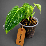 Philodendron Melanochrysum Variegated Live Plant - Rare Velvet Leaf Philodendron - Exact Same Plant - US Seller