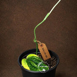 Monstera Peru Aurea Variegated - Climbing tropical plant - Yellow, cream, white variegation - EXACT Rare Plant - US Seller