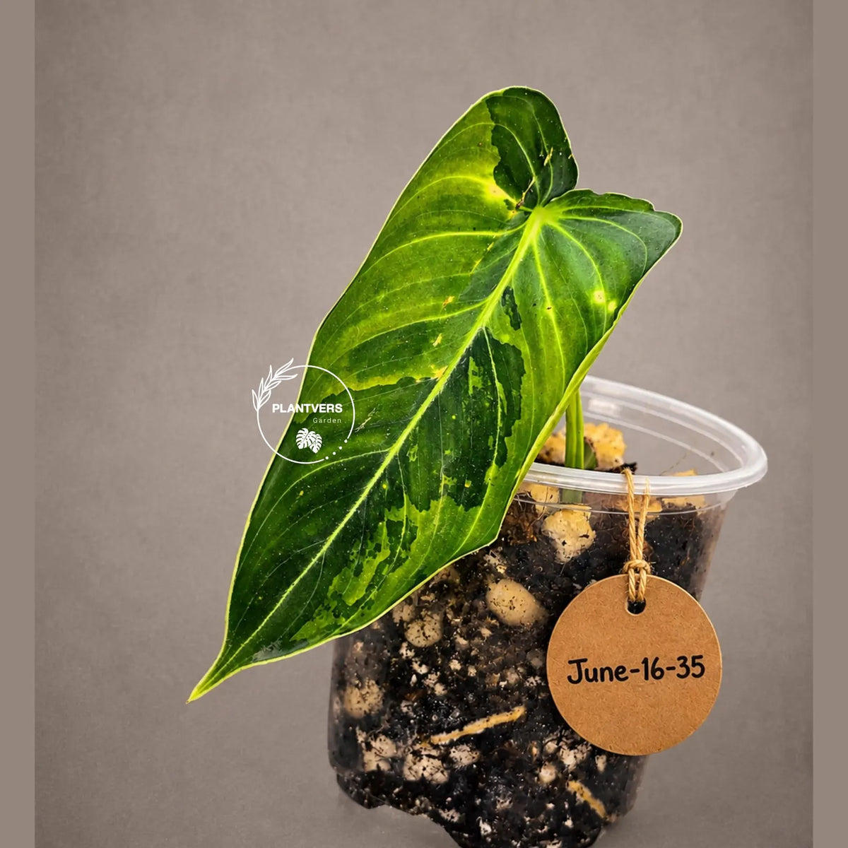 Philodendron Melanochrysum Variegated Live Plant - Rare Velvet Leaf Philodendron - Exact Same Plant - US Seller