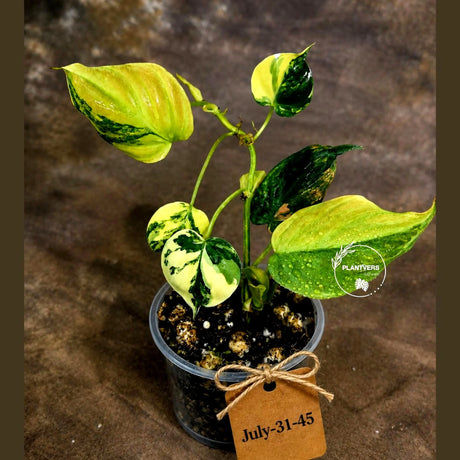 Variegated Philodendron Mican Aurea - Rare Collector Plant - EXACT Plant - US SELLER
