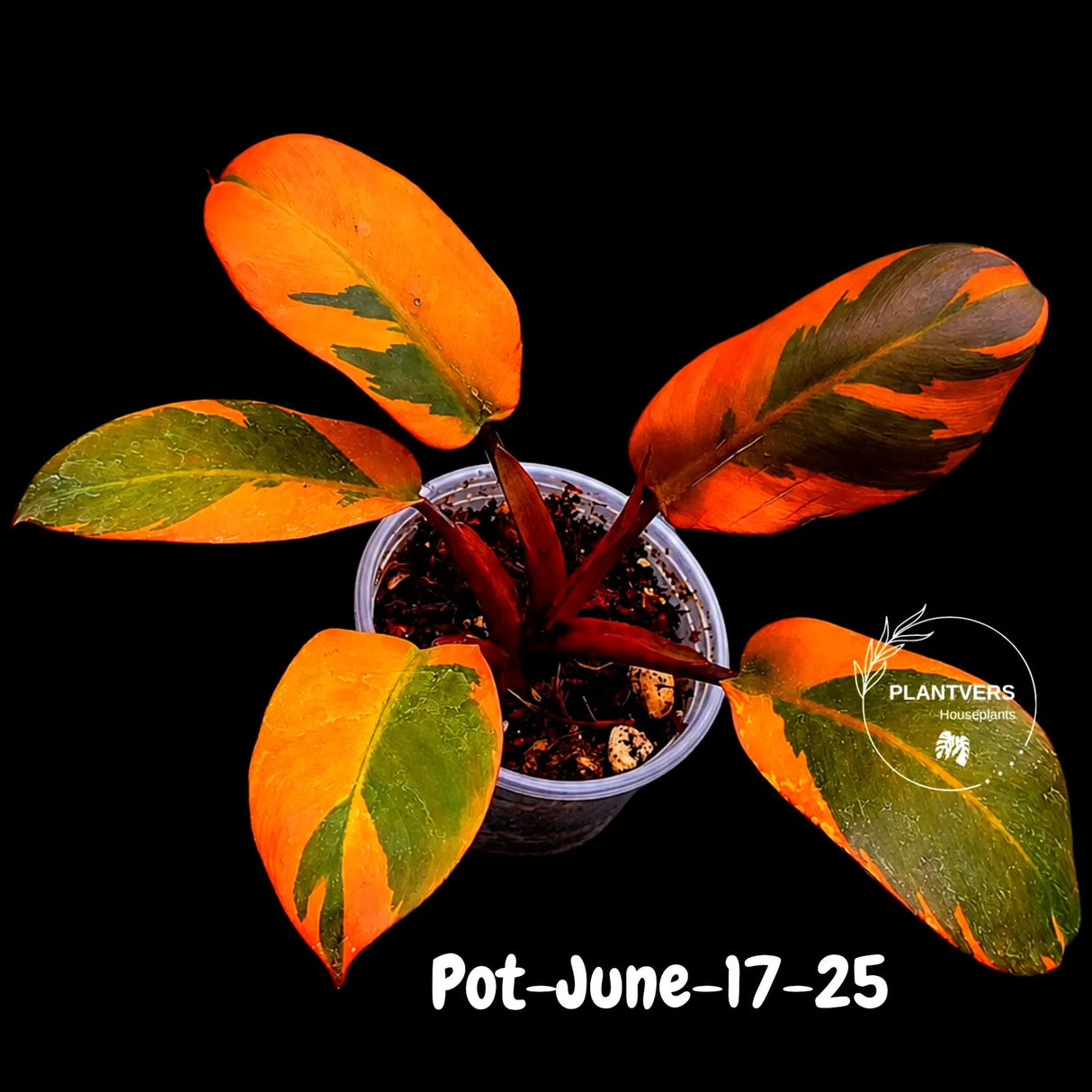 Variegated Black Cardinal Philodendron - Extremely RARE Collector Plant - US Seller - EXACT Same Plant