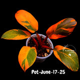 Variegated Black Cardinal Philodendron - Extremely RARE Collector Plant - US Seller - EXACT Same Plant