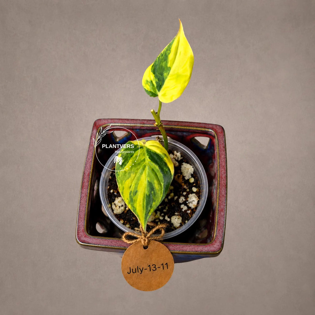 Variegated Philodendron Mican Aurea - Rare Collector Plant - EXACT Plant - US SELLER