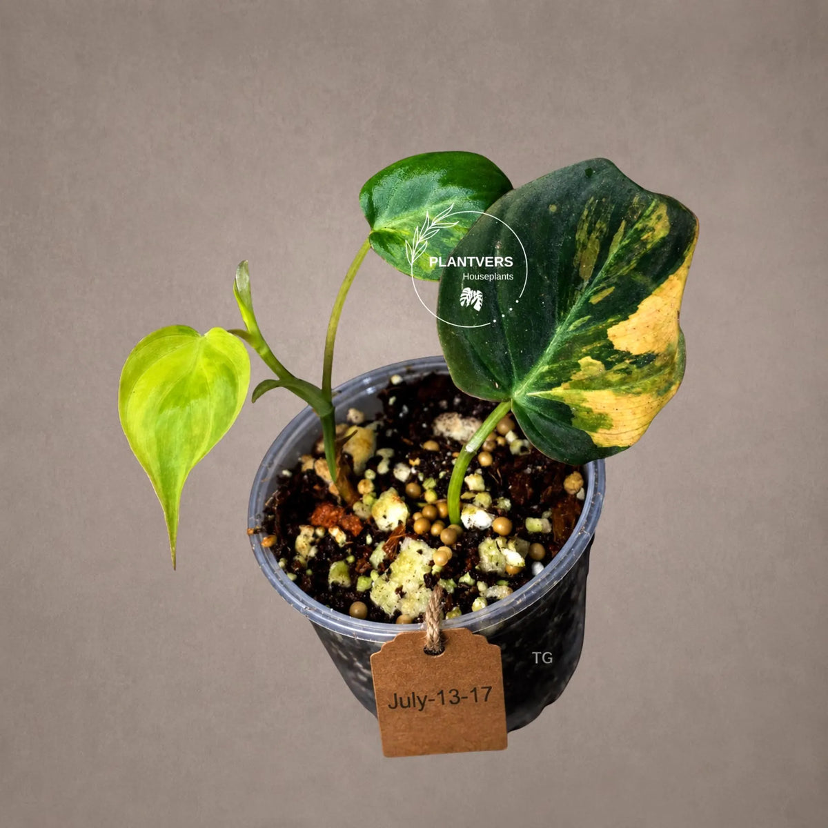 Variegated Philodendron Mican Aurea - Rare Collector Plant - EXACT Plant - US SELLER