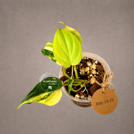 Variegated Philodendron Mican Aurea - Rare Collector Plant - EXACT Plant - US SELLER