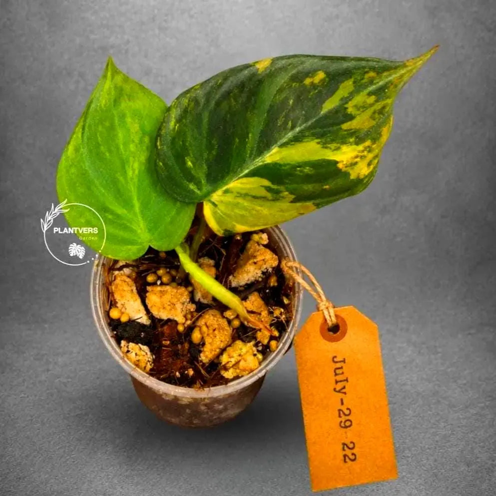 Variegated Philodendron Mican Aurea - Rare Collector Plant - EXACT Plant - US SELLER