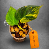 Variegated Philodendron Mican Aurea - Rare Collector Plant - EXACT Plant - US SELLER