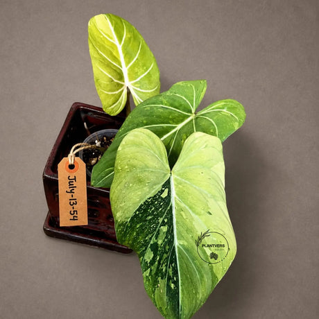 Variegated Philodendron Gloriosum Live Plant – Rare Tricolor Aroid – Velvet Leaf Tropical Houseplant – Collector Indoor Plant