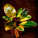 Variegated Black Cardinal Philodendron - Extremely RARE Collector Plant - US Seller - EXACT Same Plant