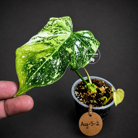Variegated Philodendron Gloriosum Live Plant – Rare Tricolor Aroid – Velvet Leaf Tropical Houseplant – Collector Indoor Plant