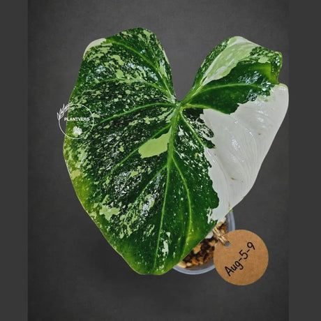 Variegated Philodendron Gloriosum Live Plant – Rare Tricolor Aroid – Velvet Leaf Tropical Houseplant – Collector Indoor Plant