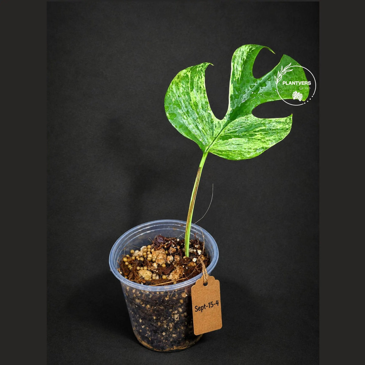 Variegated Rhaphidophora Tetrasperma Migma - (Sep-15-4)