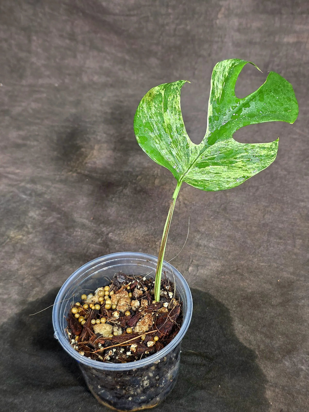 Variegated Rhaphidophora Tetrasperma Migma - (Sep-15-4)