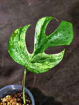 Variegated Rhaphidophora Tetrasperma Migma - (Sep-15-4)