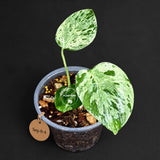 Rare Variegated Monstera Deliciosa Bulbasaur Live Plant - EXACT Collector Houseplant - US Seller