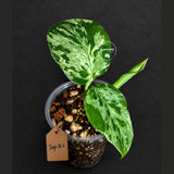Rare Variegated Monstera Deliciosa Bulbasaur Live Plant - EXACT Collector Houseplant - US Seller