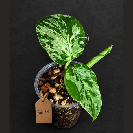 Rare Variegated Monstera Deliciosa Bulbasaur Live Plant - EXACT Collector Houseplant - US Seller