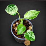 Rare Variegated Monstera Deliciosa Bulbasaur Live Plant - EXACT Collector Houseplant - US Seller
