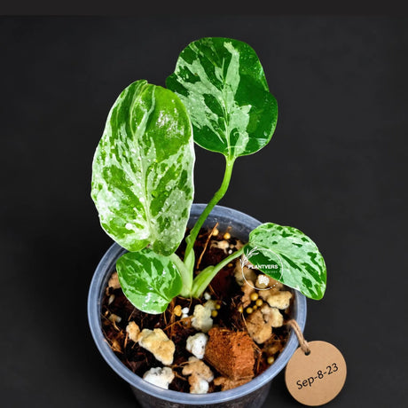 Rare Variegated Monstera Deliciosa Bulbasaur Live Plant - EXACT Collector Houseplant - US Seller