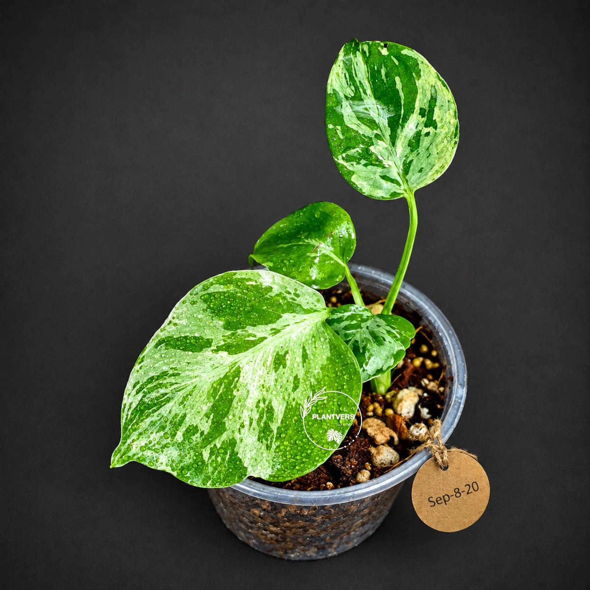 Rare Variegated Monstera Deliciosa Bulbasaur Live Plant - EXACT Collector Houseplant - US Seller