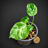 Rare Variegated Monstera Deliciosa Bulbasaur Live Plant - EXACT Collector Houseplant - US Seller