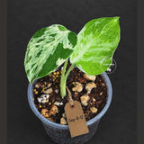 Rare Variegated Monstera Deliciosa Bulbasaur Live Plant - EXACT Collector Houseplant - US Seller