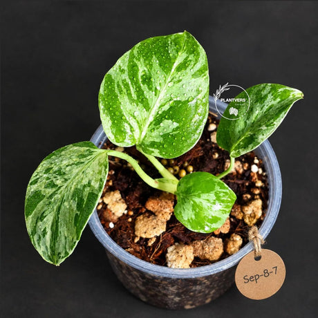 Rare Variegated Monstera Deliciosa Bulbasaur Live Plant - EXACT Collector Houseplant - US Seller